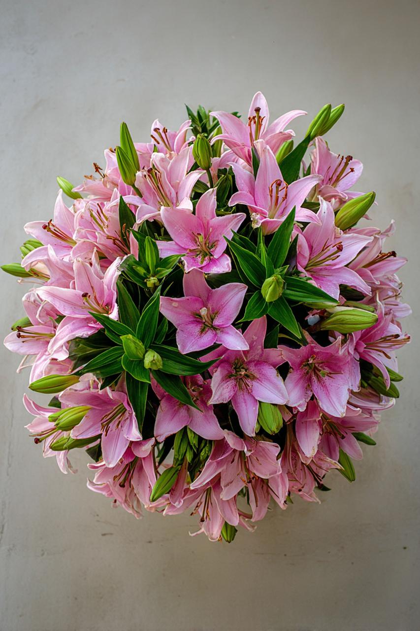 50 Luxurious Pink Lilies | Please read the description | The shade of pink varies depending on stock