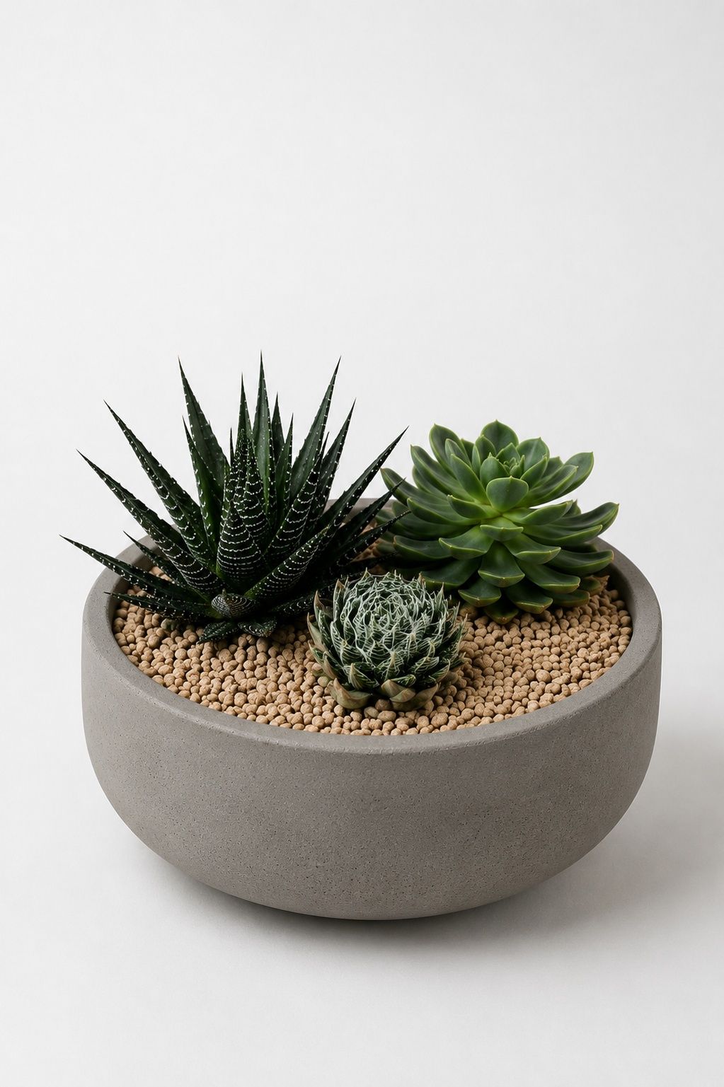 Succulents | B069