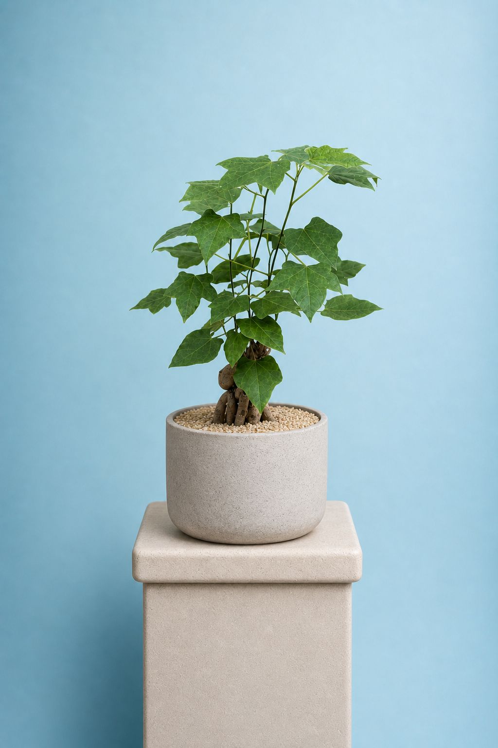 Bonsai Love Tree Size24 |B019