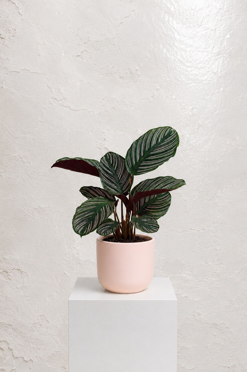 Calathea Ornata Size12 | B062