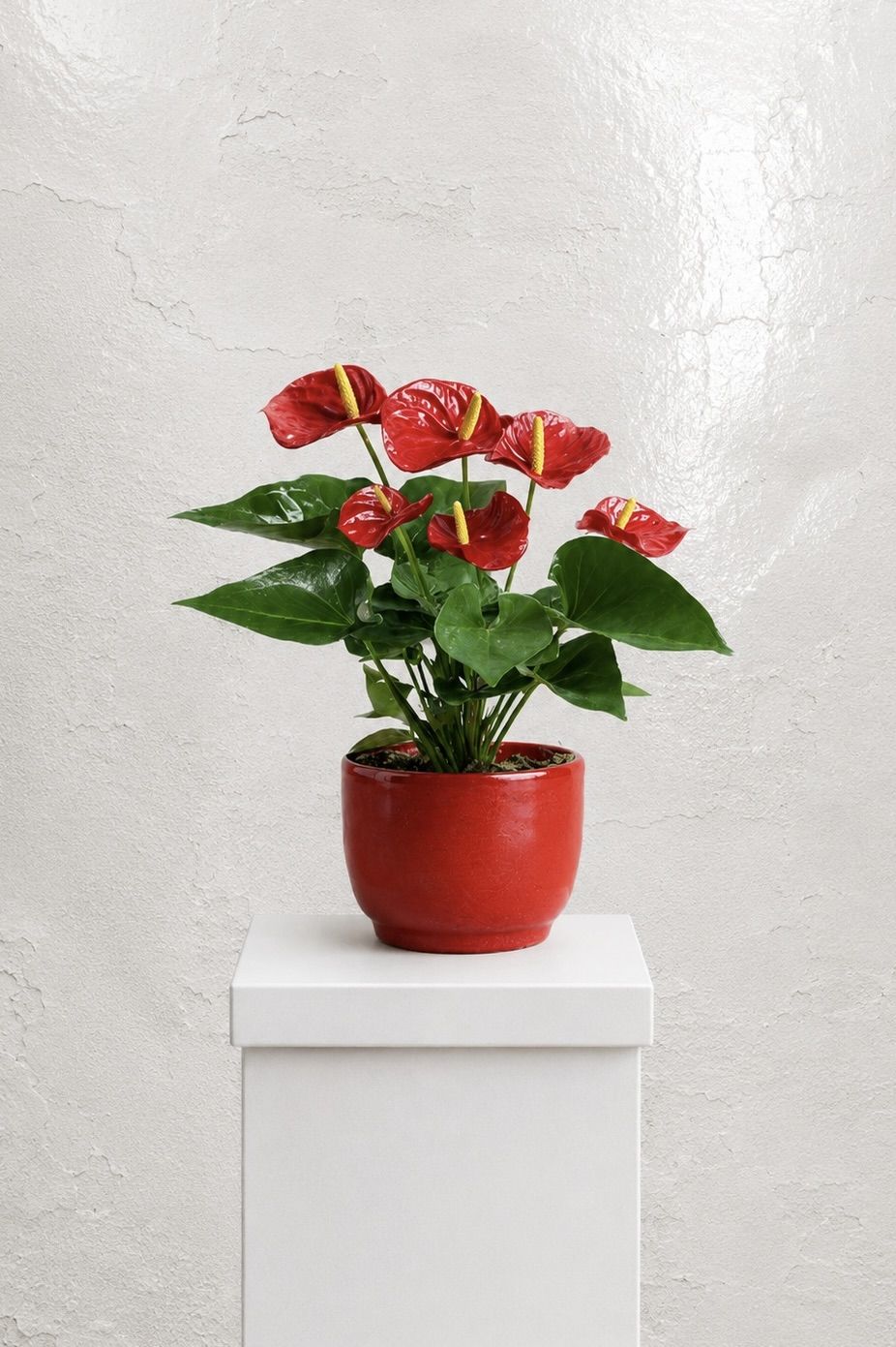 Anthurium Size24 |B010