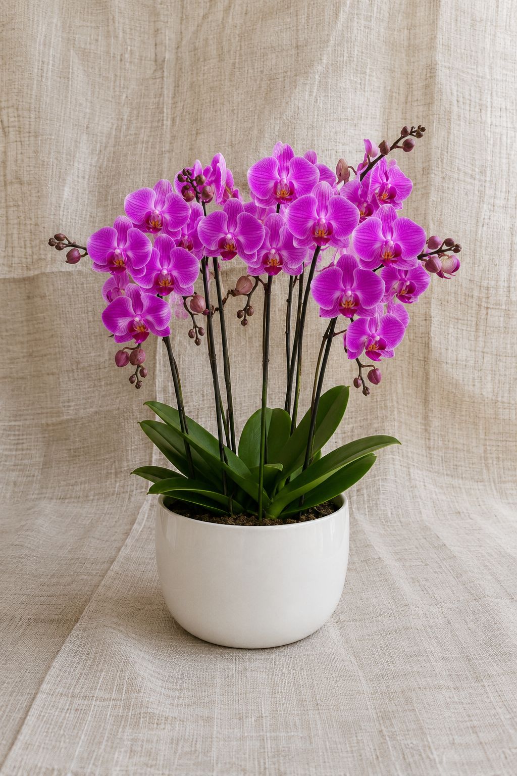 10 Purple Orchids | C025