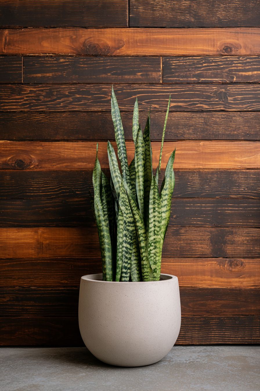 Green Sansevieria Size24 | B018