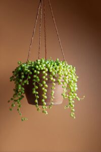 String-of-pearls |E05