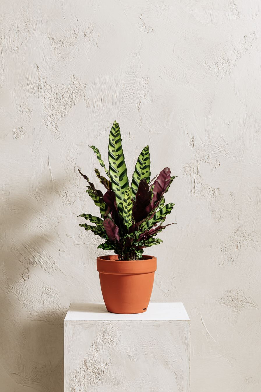 Calathea Insignis | B056