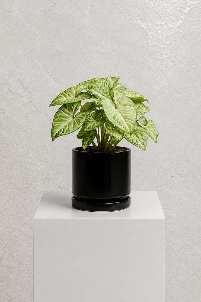 Syngonium Podophyllum Size12 | B055