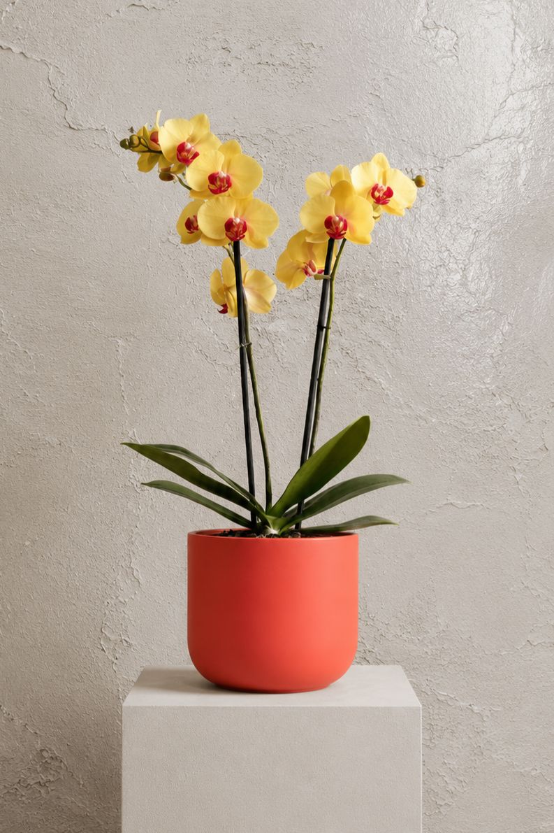Yellow Orchid | C017