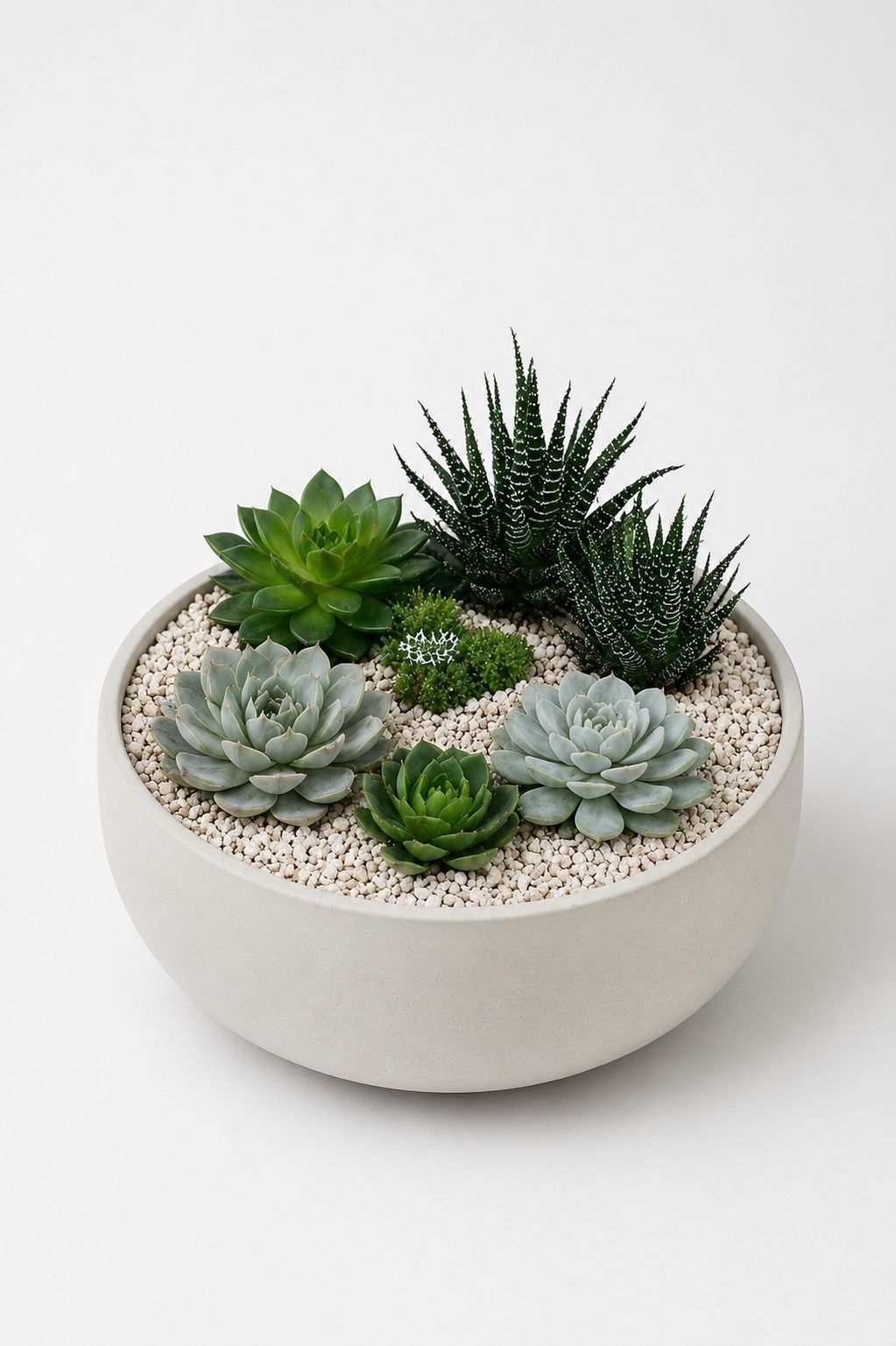 Big Succulent Arrangement | B070
