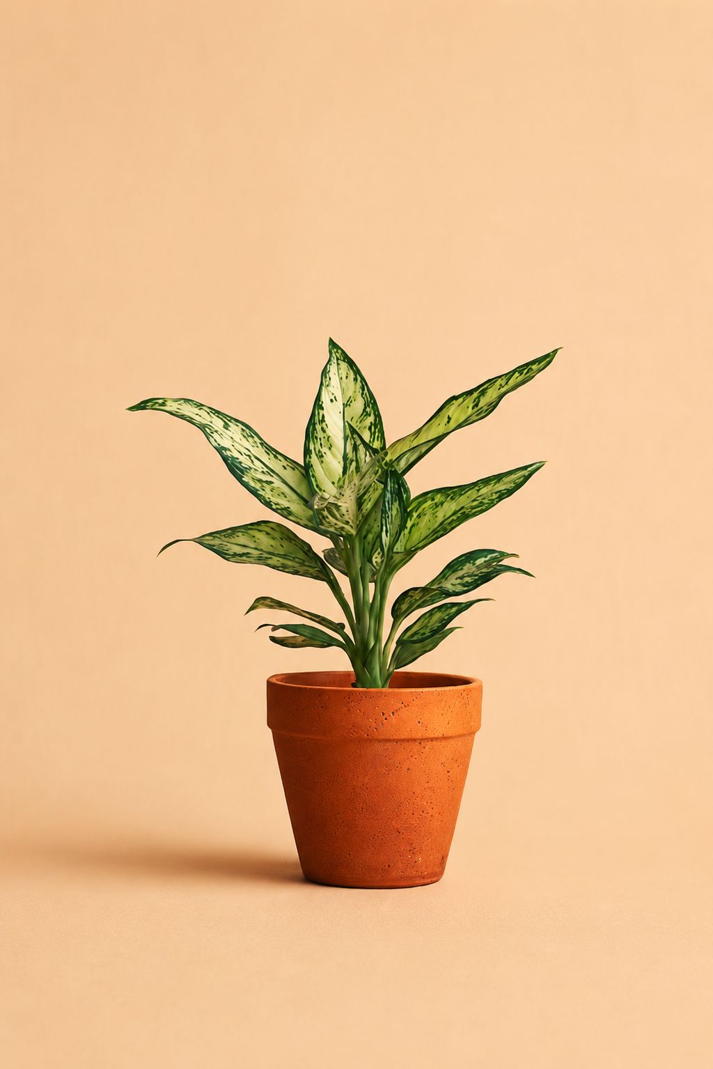 Dieffenbachia Size12 | B054