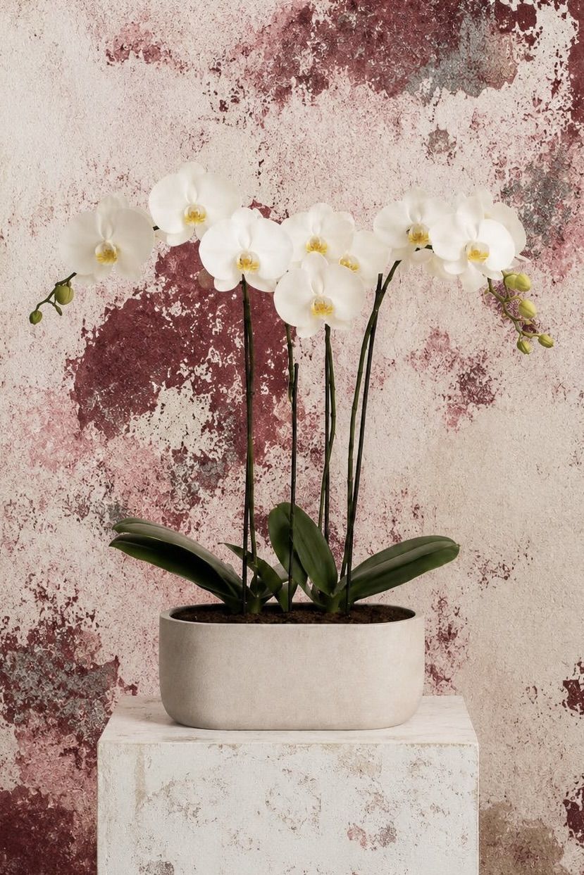 4 White Orchids | C018