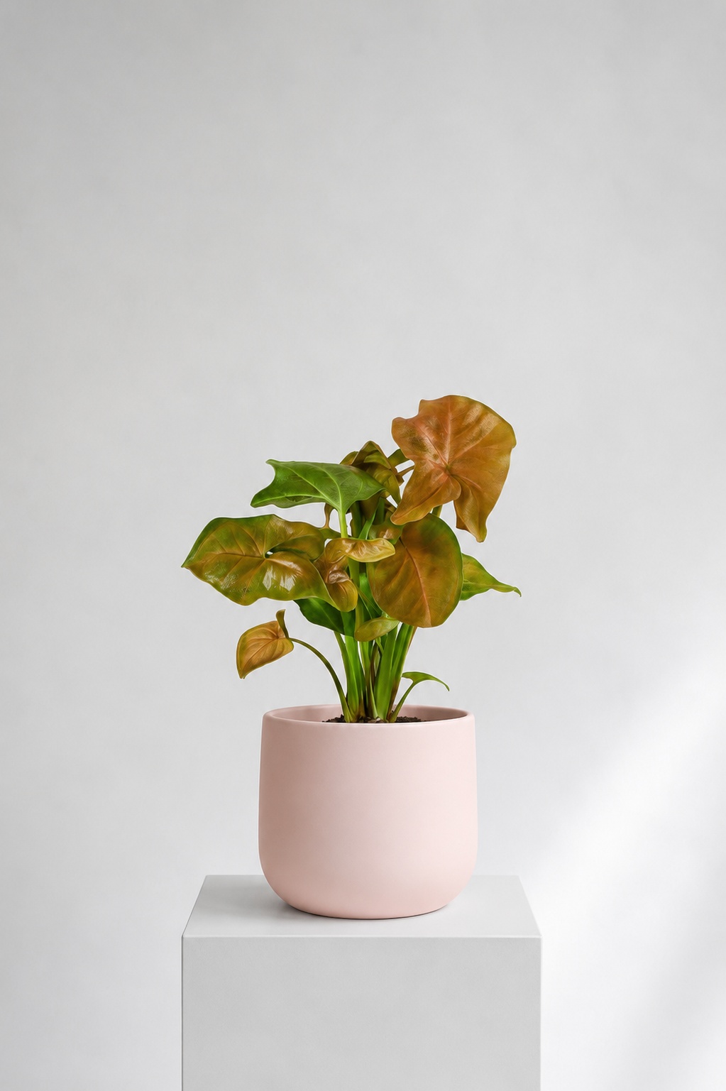 Pink Syngonium Podophyllum Size12 | B057