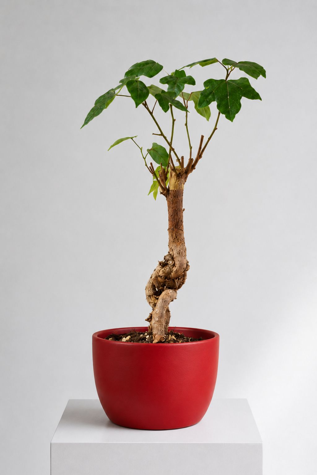 Bonsai Love Tree Size12 | B047