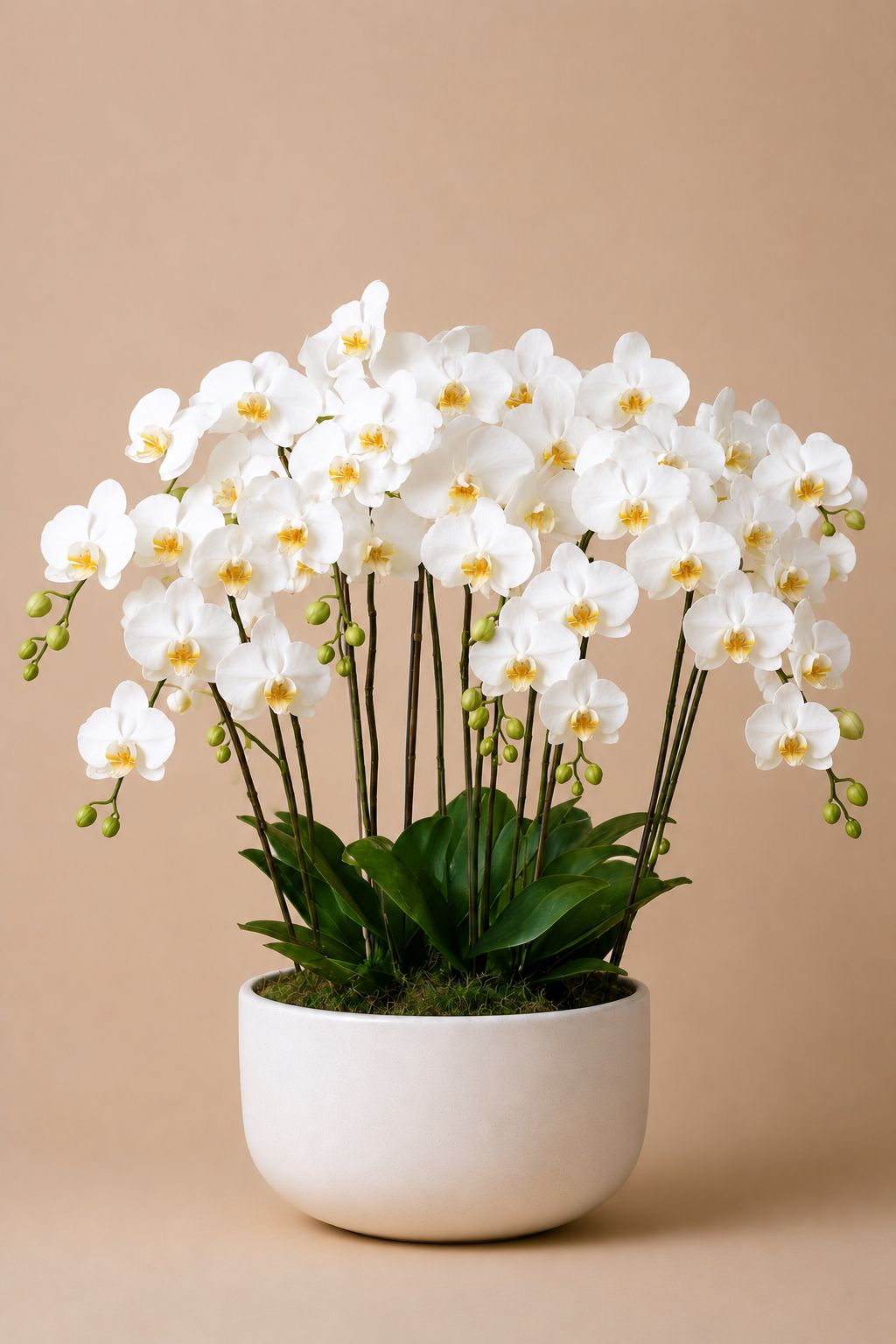 15 White Orchids | C021