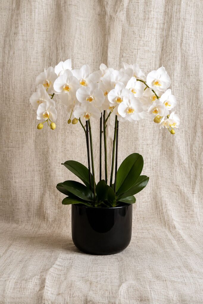 8 White Orchid