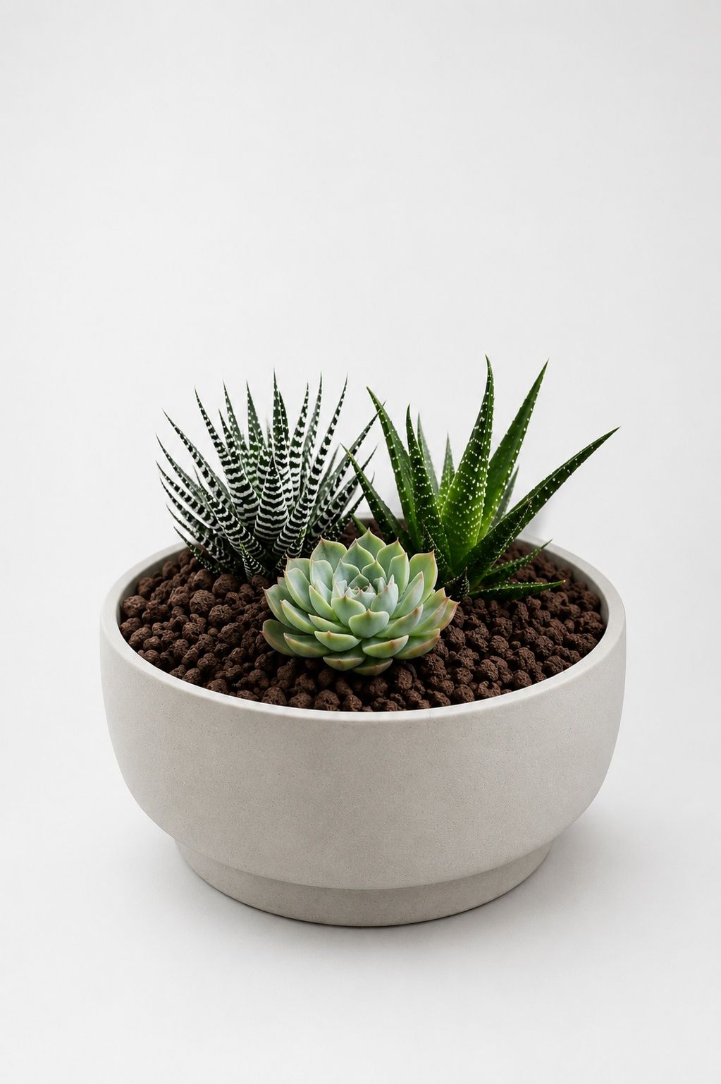 Succulents| B068