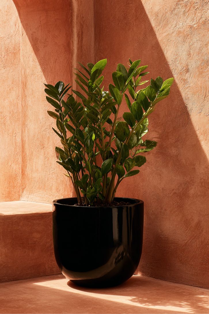 Zamioculcas Zamiifolia Size24 | B033