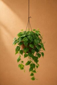 Philodendron scandens |E06