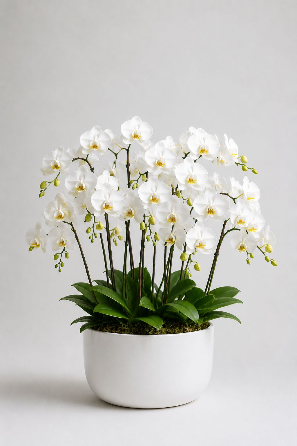 15 White Orchids | C021