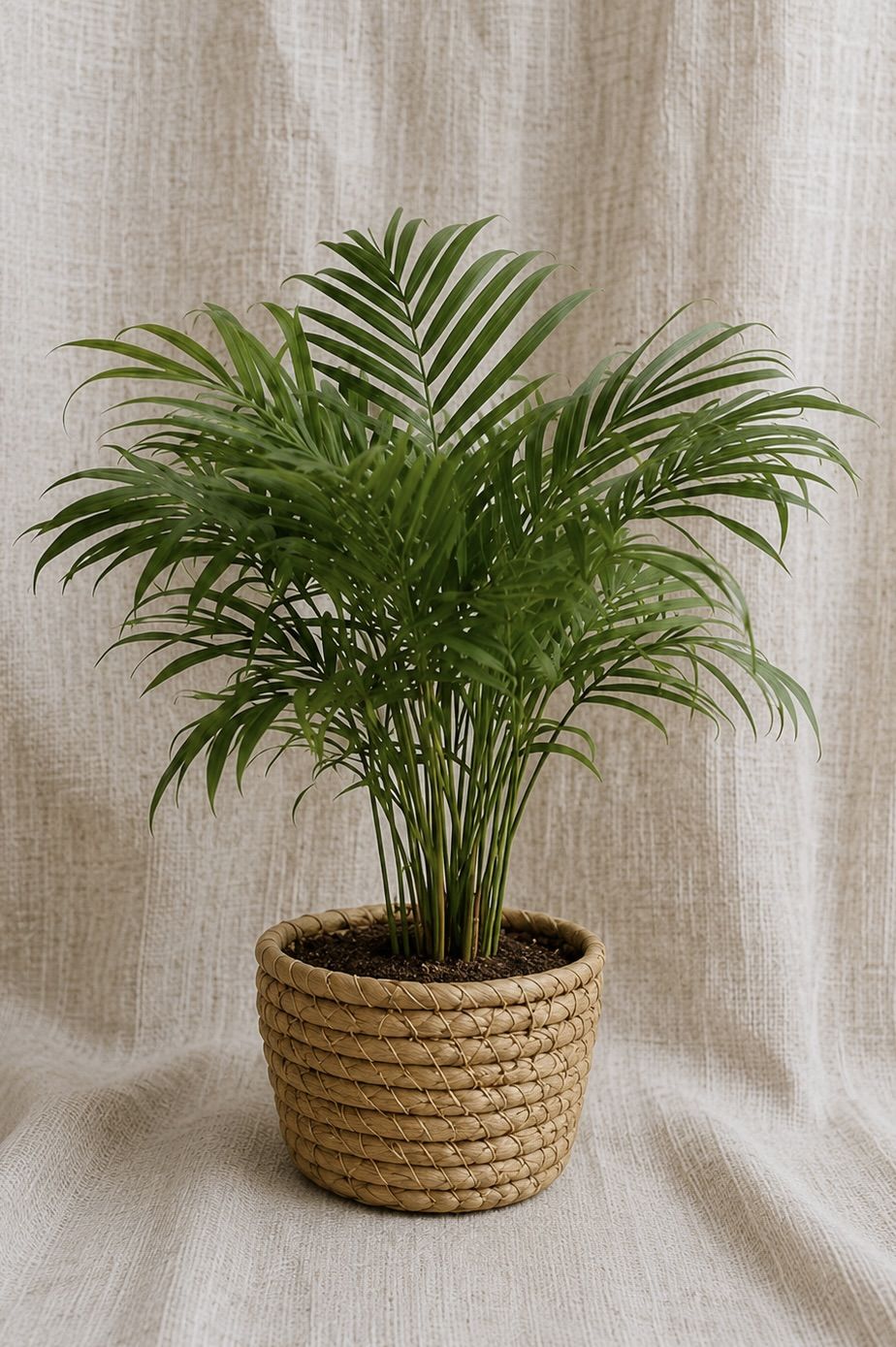 Palm Tree Size12 |B032
