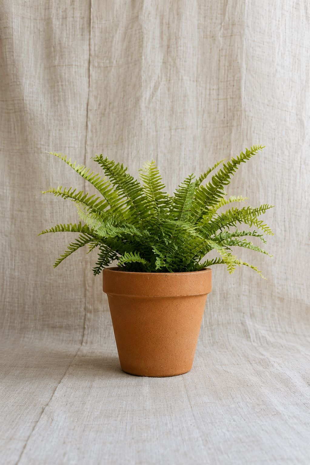 Fern Size12 |B034