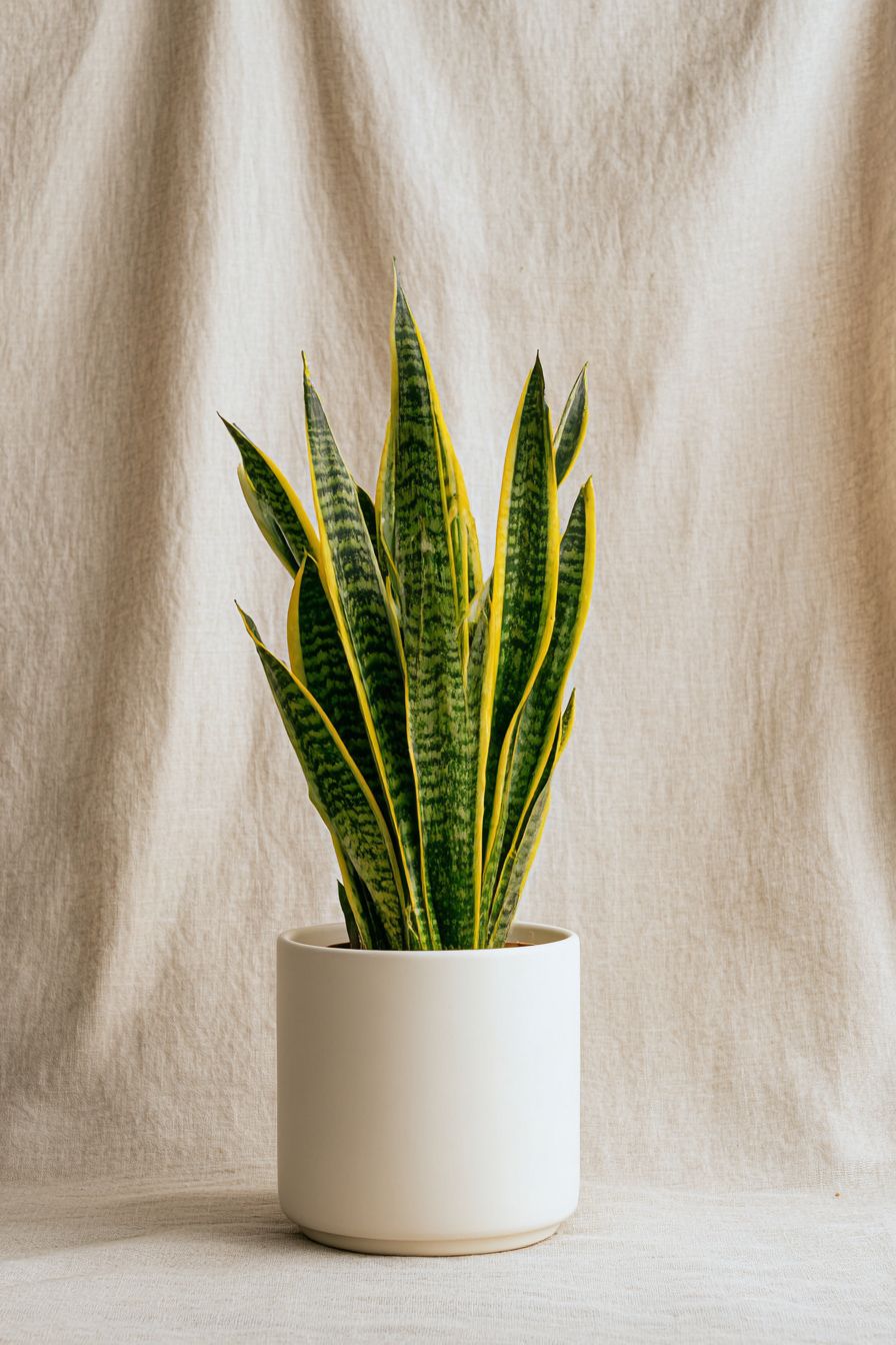 Sansevieria Size24 | B017