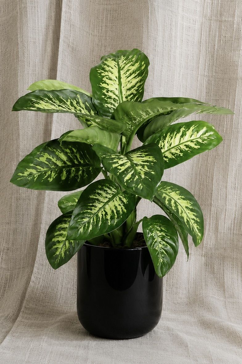 Dieffenbachia Size24 | B022