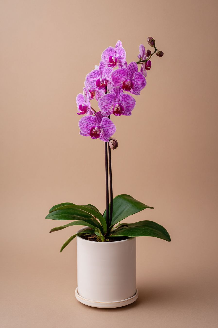 Purple Orchid | C012