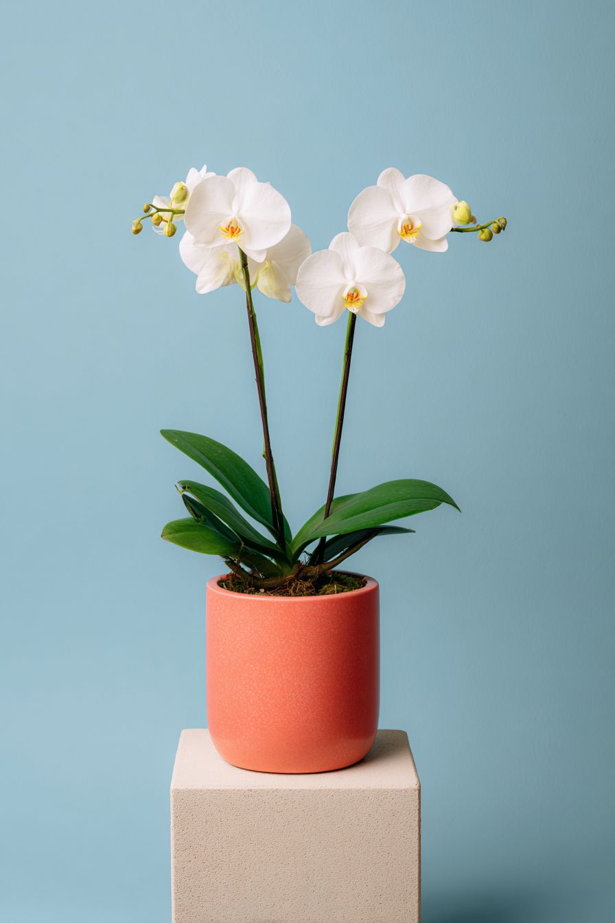 White Orchid | C015