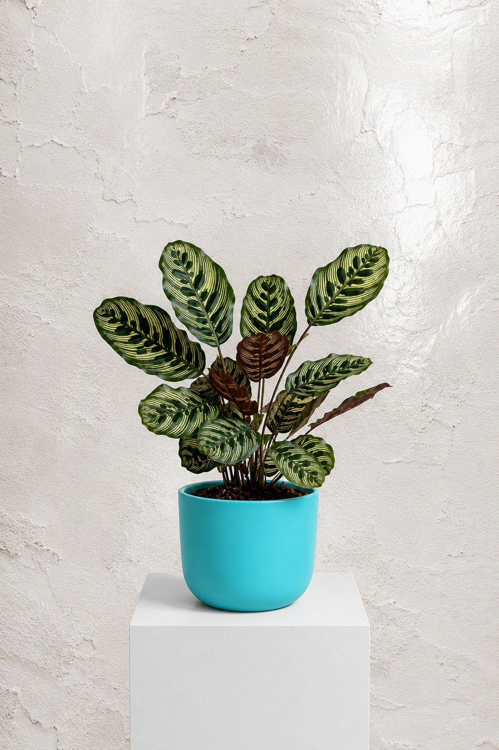 Calathea Makoyana Size12 | B060