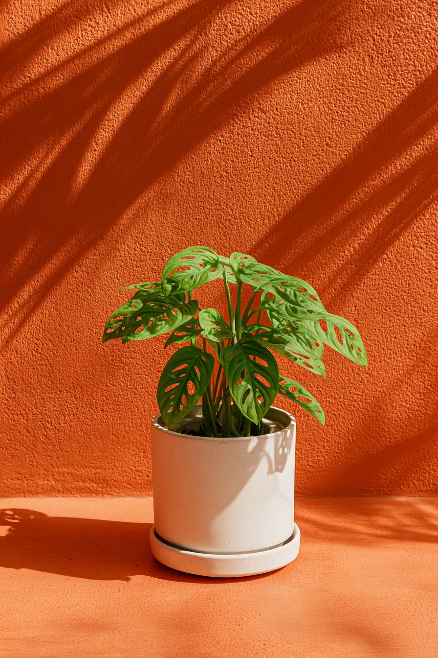 Monstera Monkey Size24 | B058