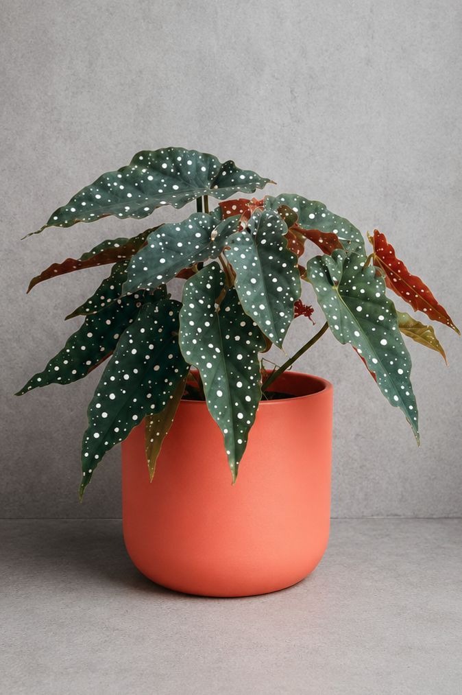 Begonia maculata Size12 |B048