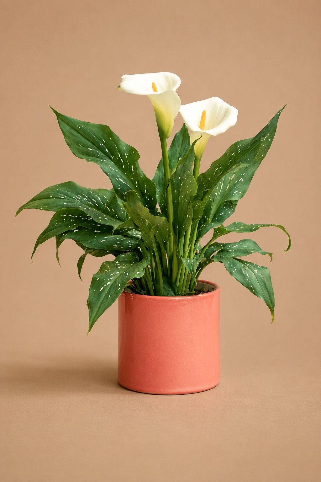 Calla lily plant Size18/20 | B082