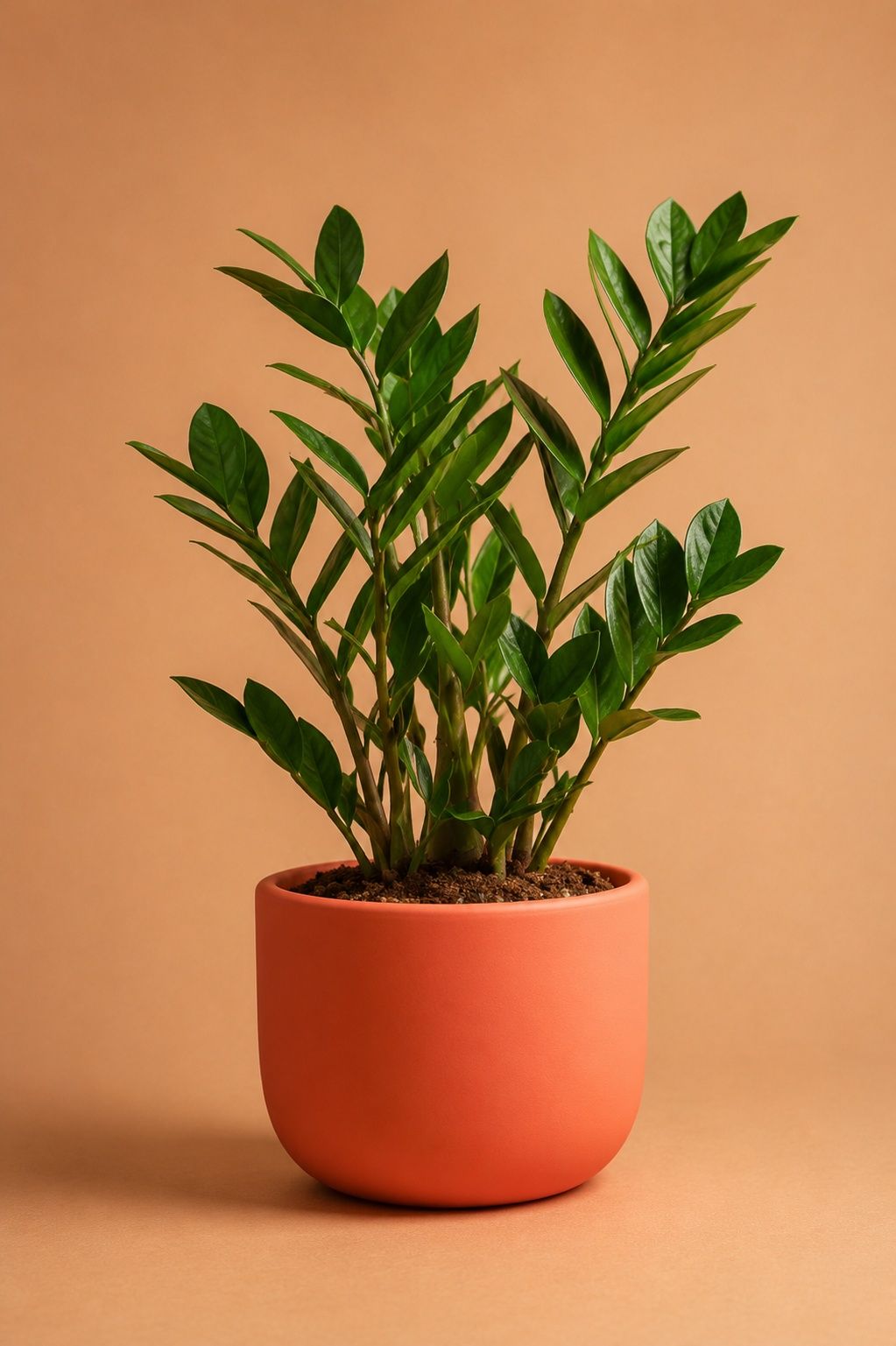 Zamioculcas Zamiifolia Size12 | B031