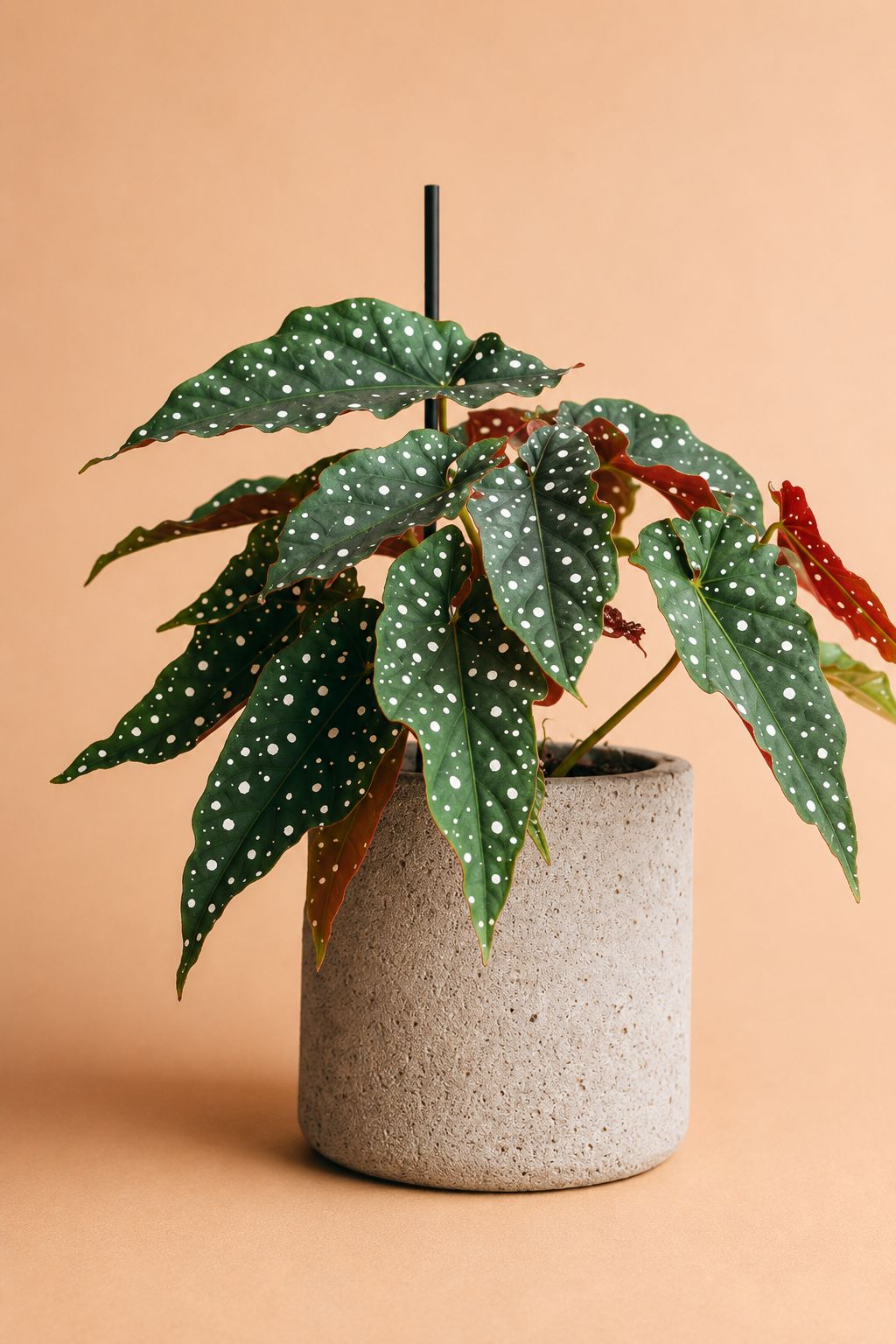 Begonia maculata Size12 |B048