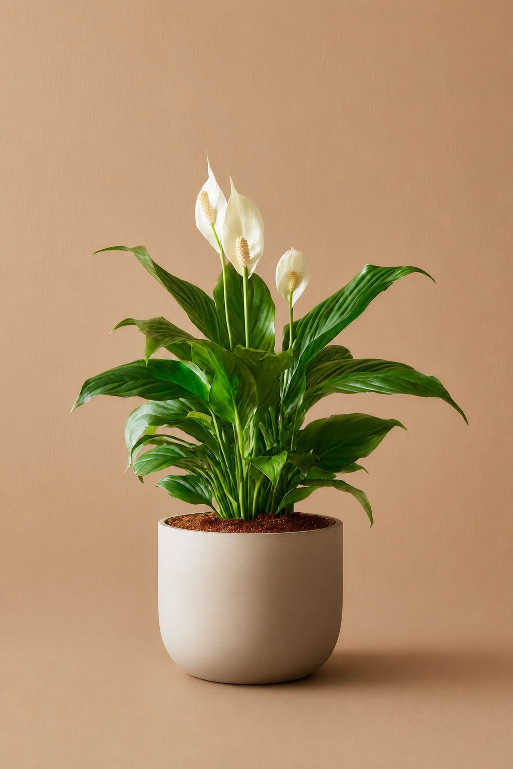 Septiphyllum Size12 | B061