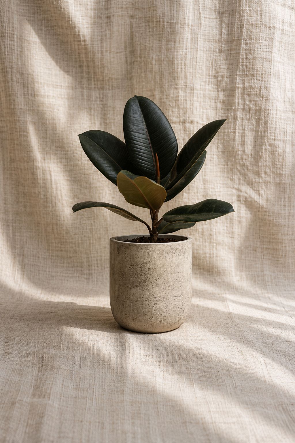 Ficus Elastica Size12 |B040