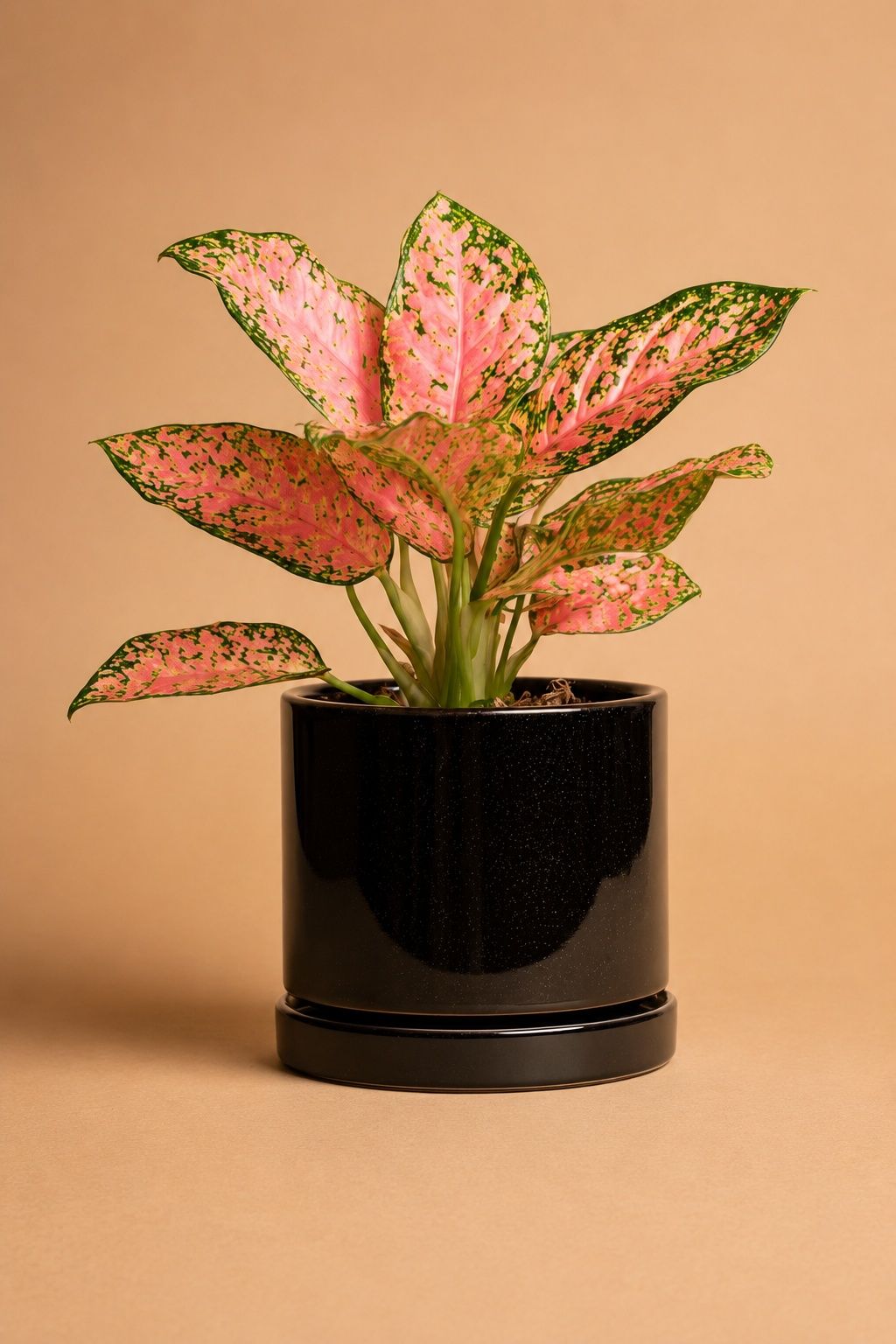 Aglaonema | B066