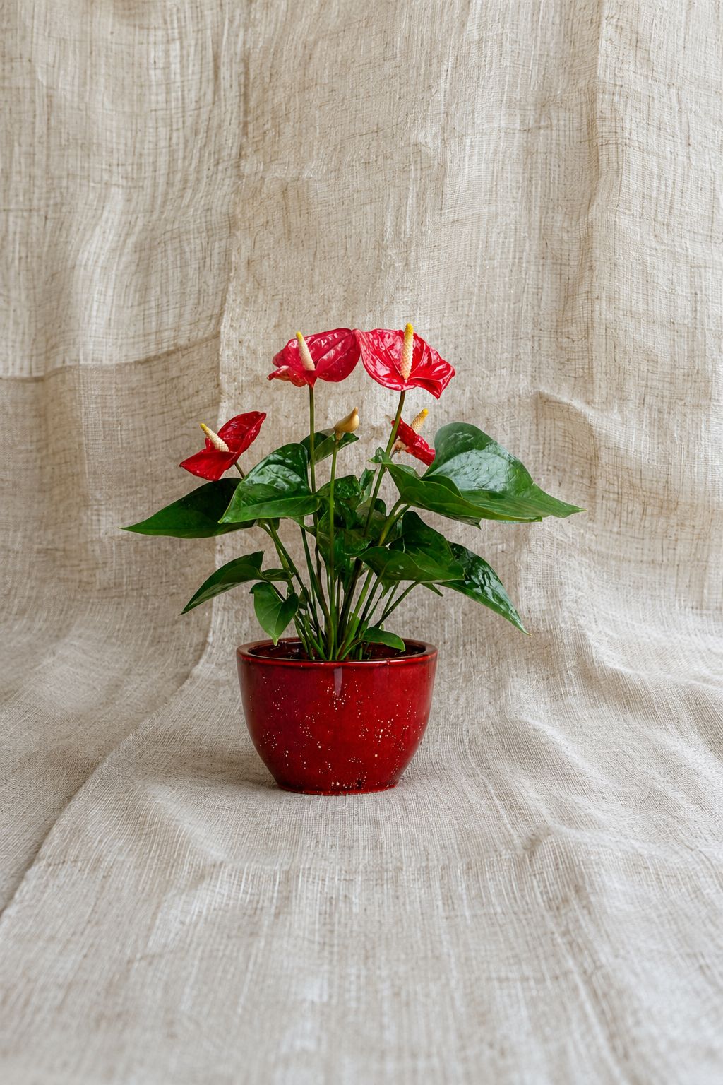 Anthurium Size15 | B067